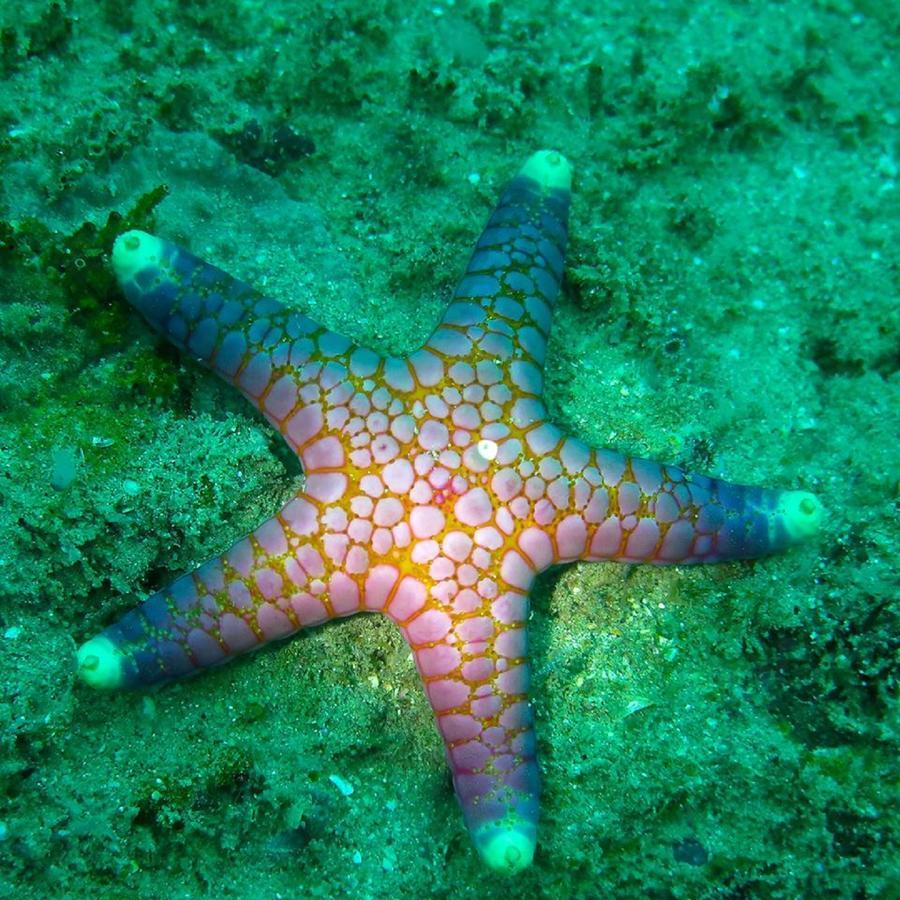 Seadina Coral Home ماتارا المظهر الخارجي الصورة