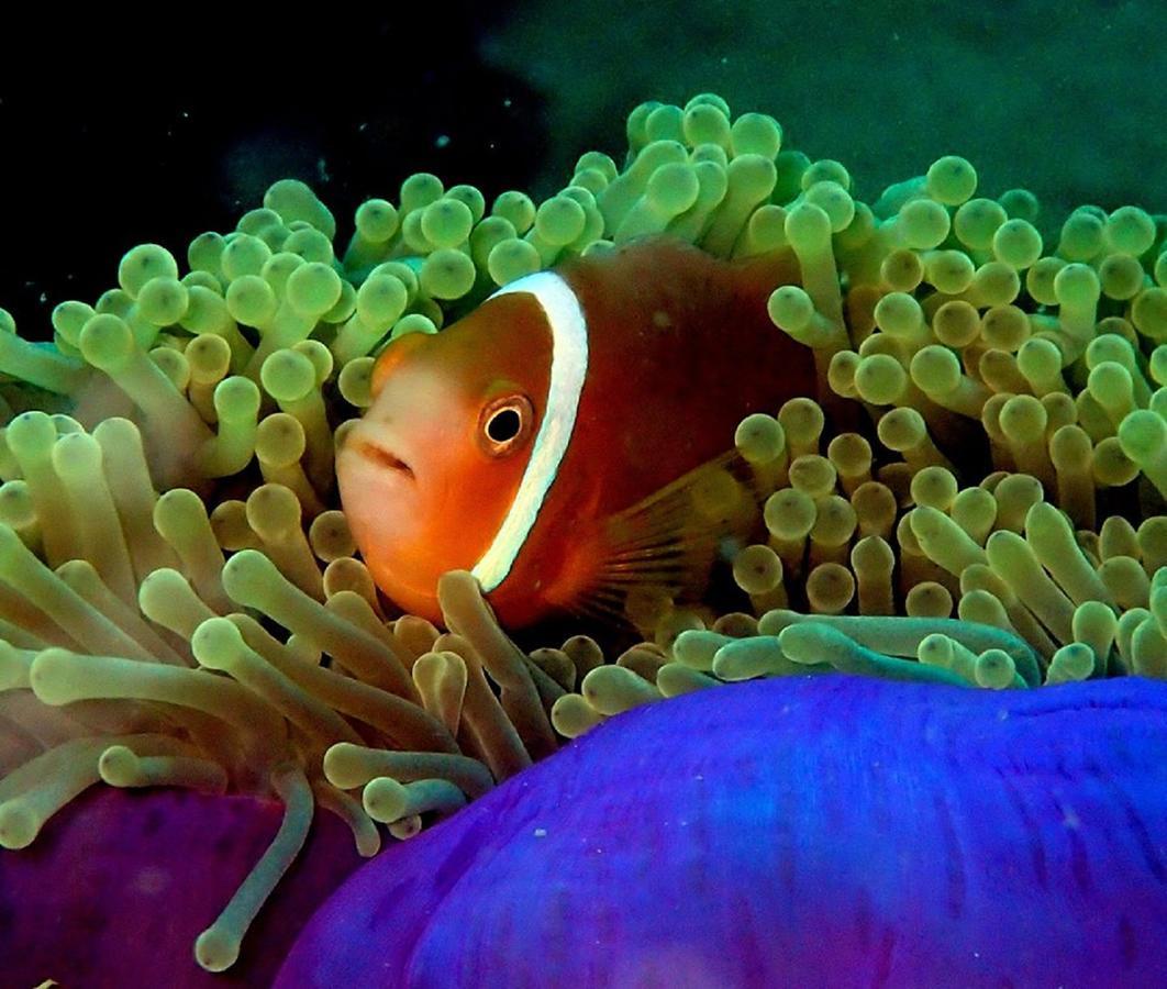 Seadina Coral Home ماتارا المظهر الخارجي الصورة