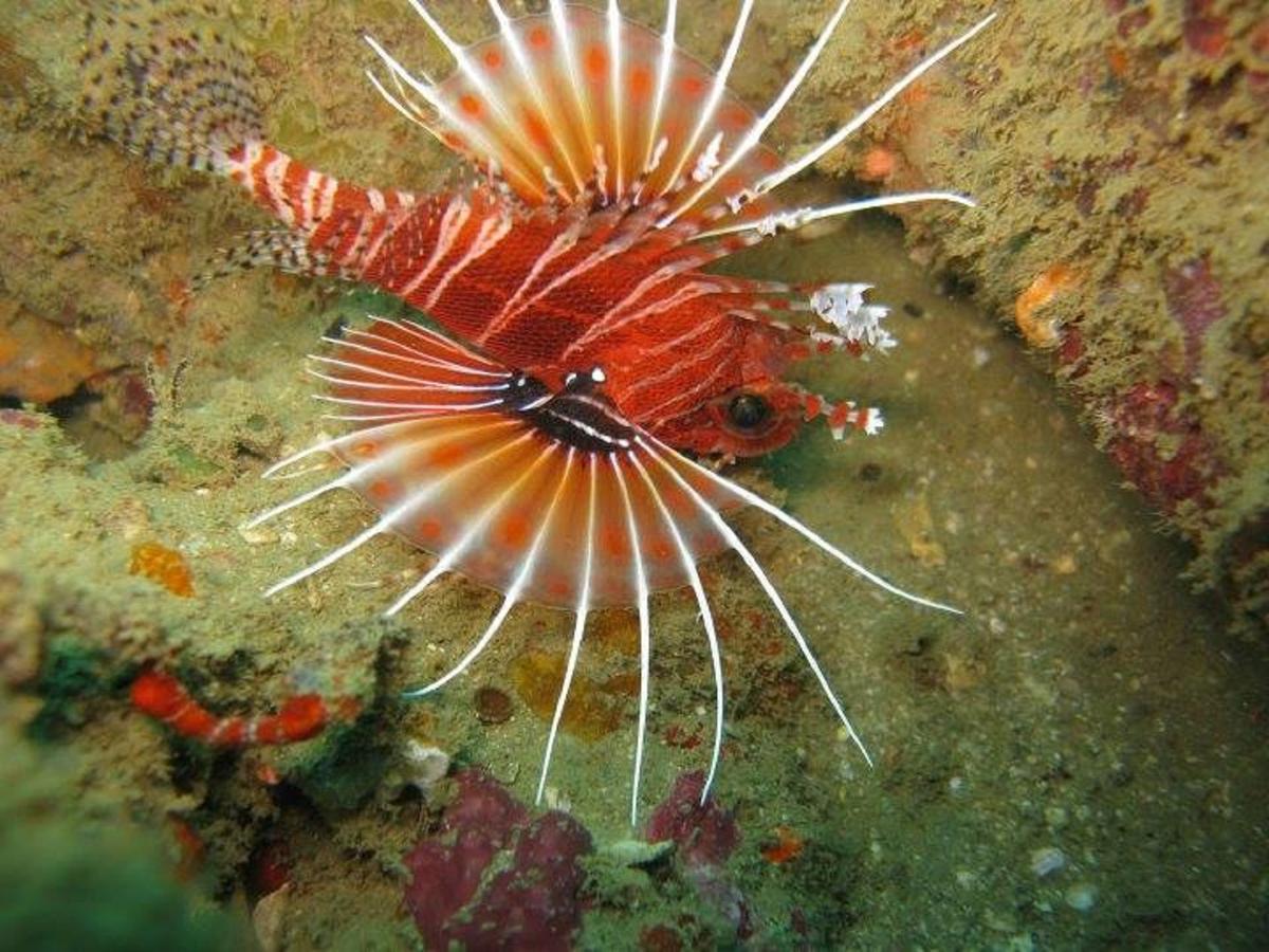 Seadina Coral Home ماتارا المظهر الخارجي الصورة