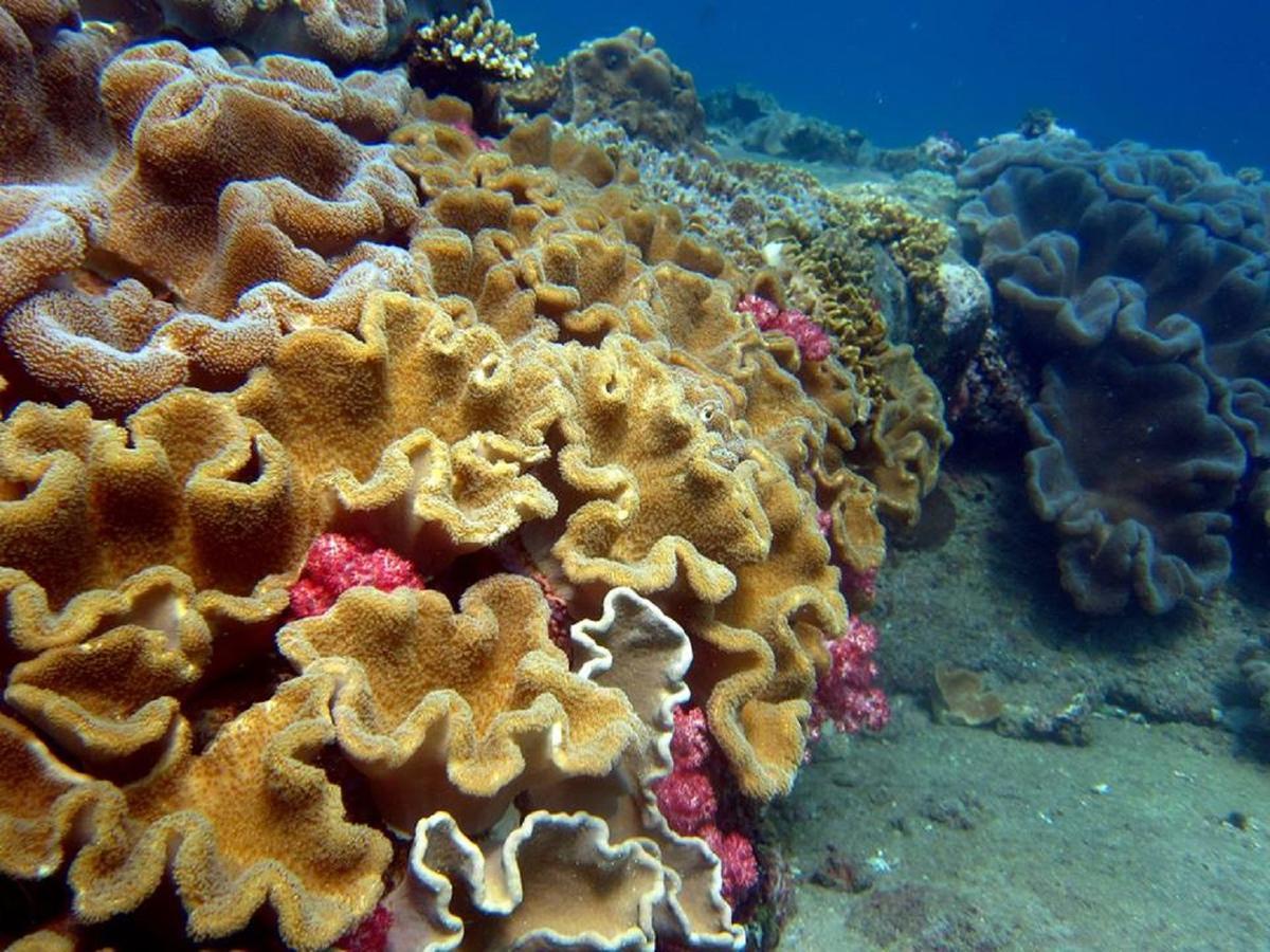 Seadina Coral Home ماتارا المظهر الخارجي الصورة